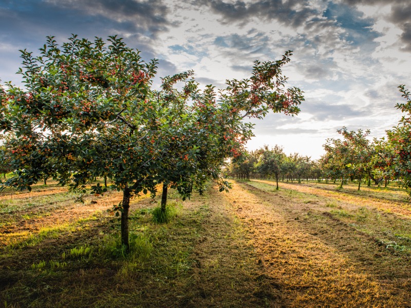 Cherries on orchard tree in sunset