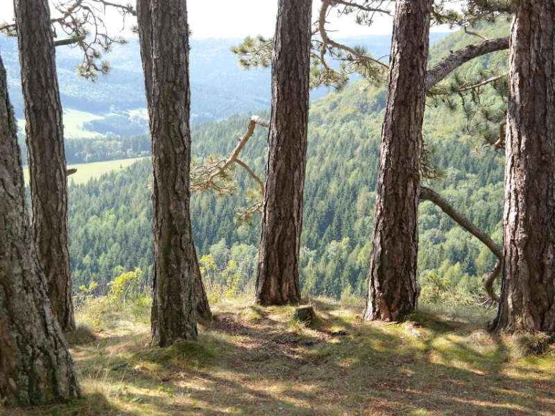 pinetree_aussicht